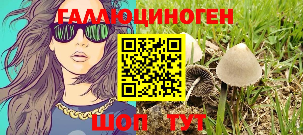 Галлюциногенные грибы Psilocybe Киров
